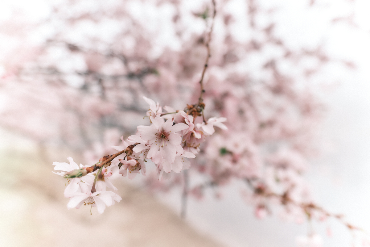Gonzalez John Cherry Blossom Nature   Botanical   Class B 20251022